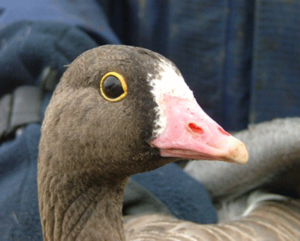 goose